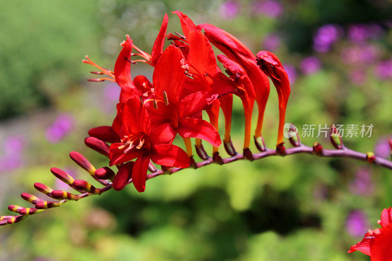 亮红色的藏红花/蒙布雷西亚(藏红花)